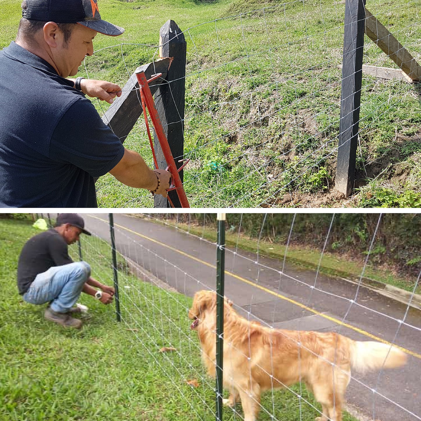 Poste de Acero Lechero - Mascota 1.48m Agrofácil x 100 unidades