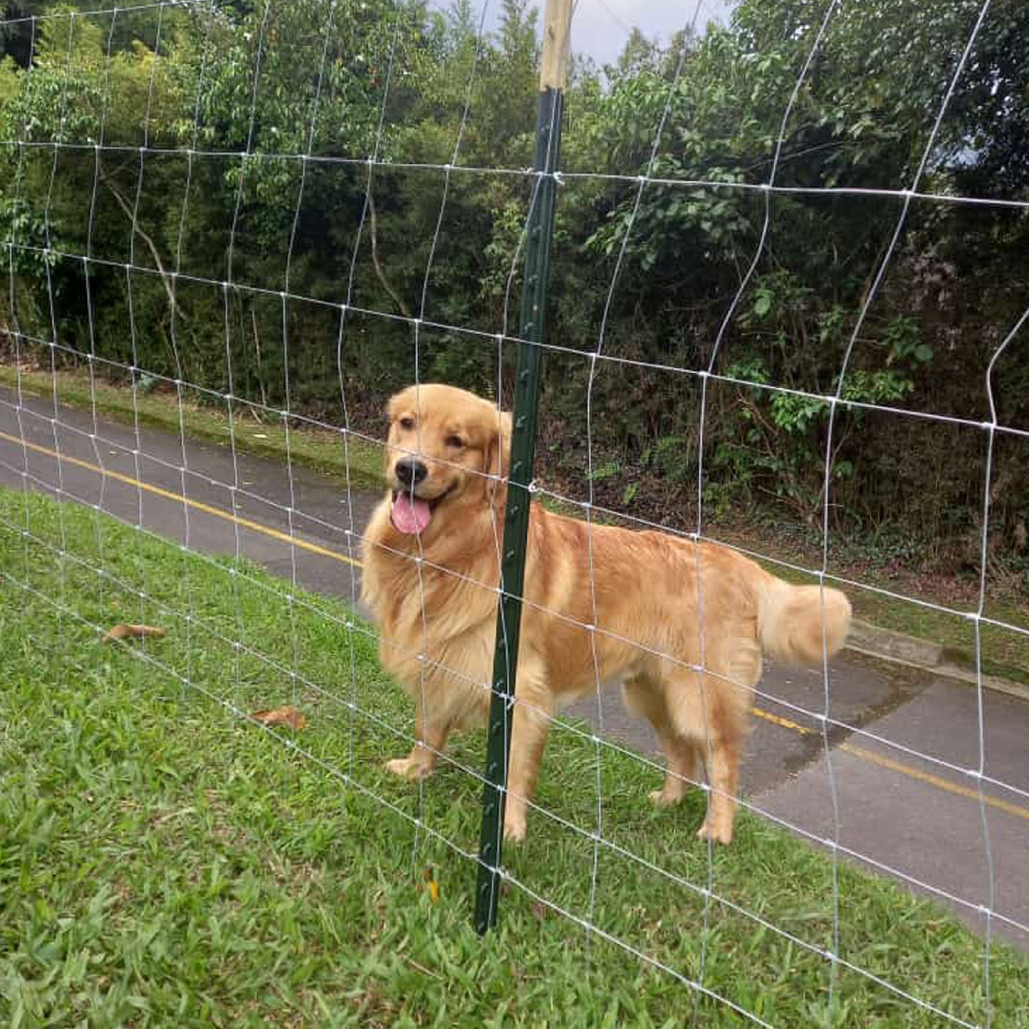 Malla Graduada 1.20m x 50m Agrofácil