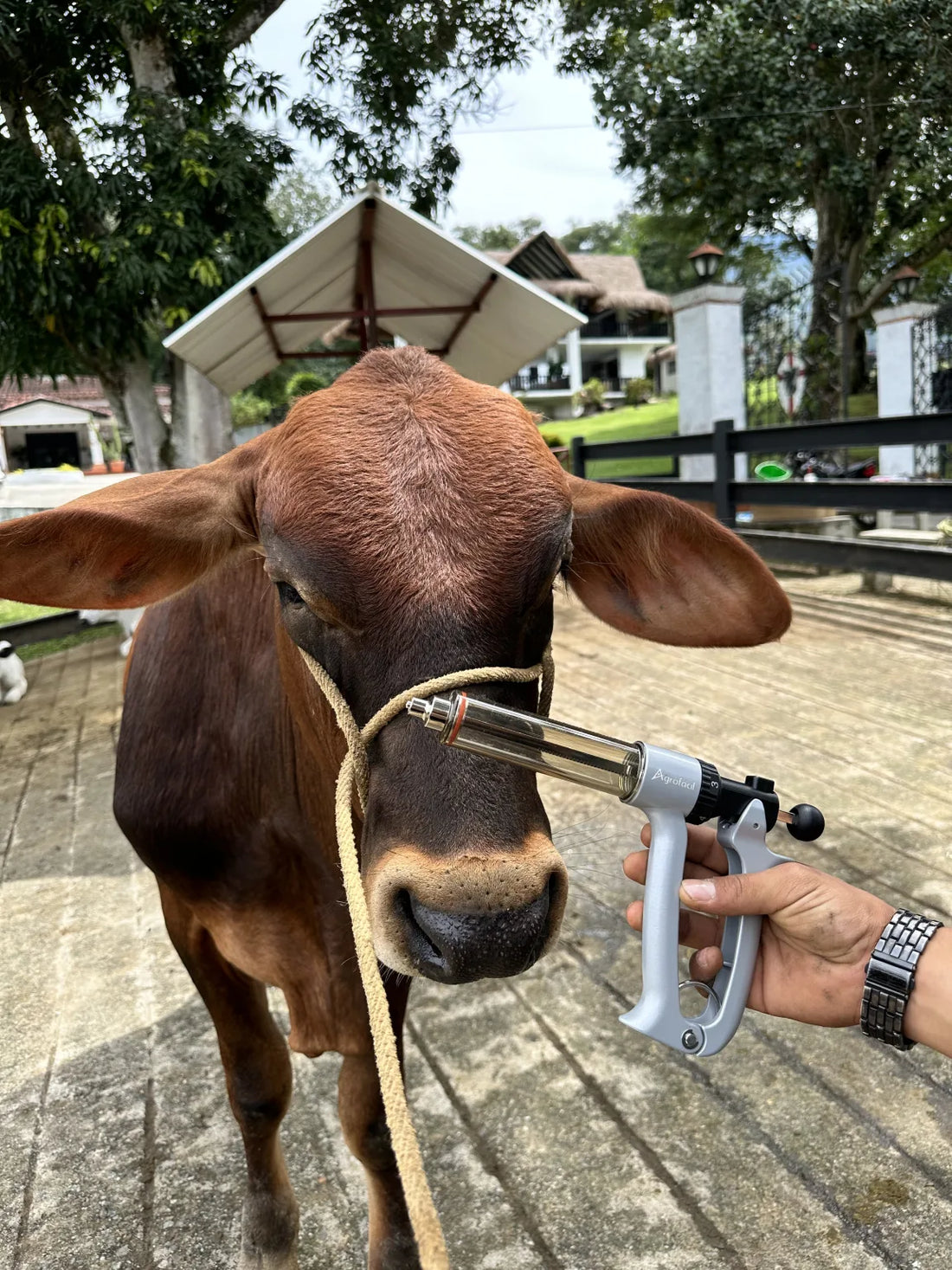 Vacunación eficiente: cómo elegir la jeringa adecuada para proteger tu hato en el primer ciclo del año