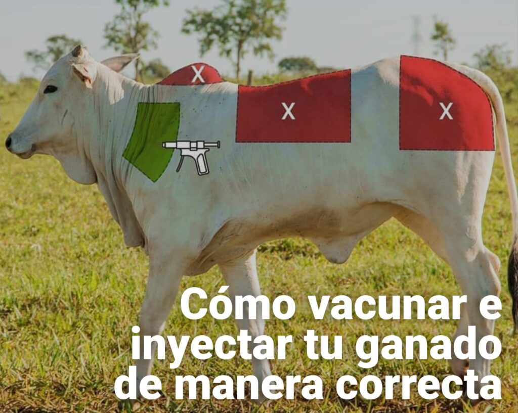 Cómo vacunar e inyectar tu ganado bovino de manera correcta