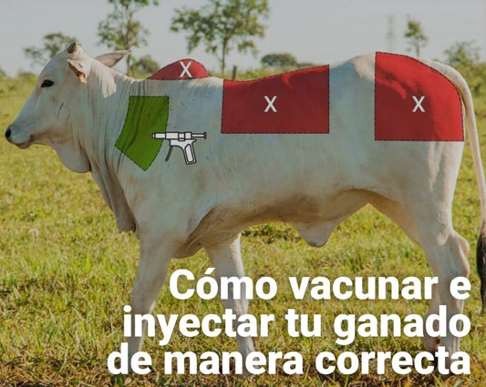 Cómo vacunar e inyectar tu ganado bovino de manera correcta