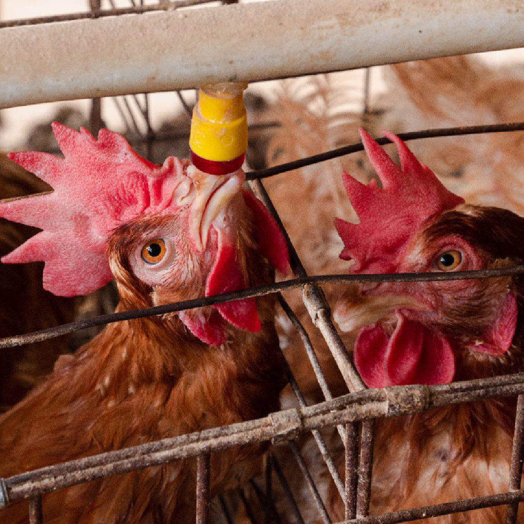 Bebedero Nipple con acople Agrofácil