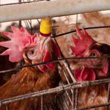 Bebedero Nipple con acople Agrofácil