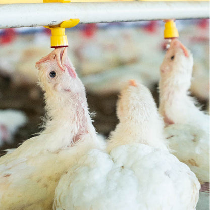 Bebedero Nipple con acople Agrofácil