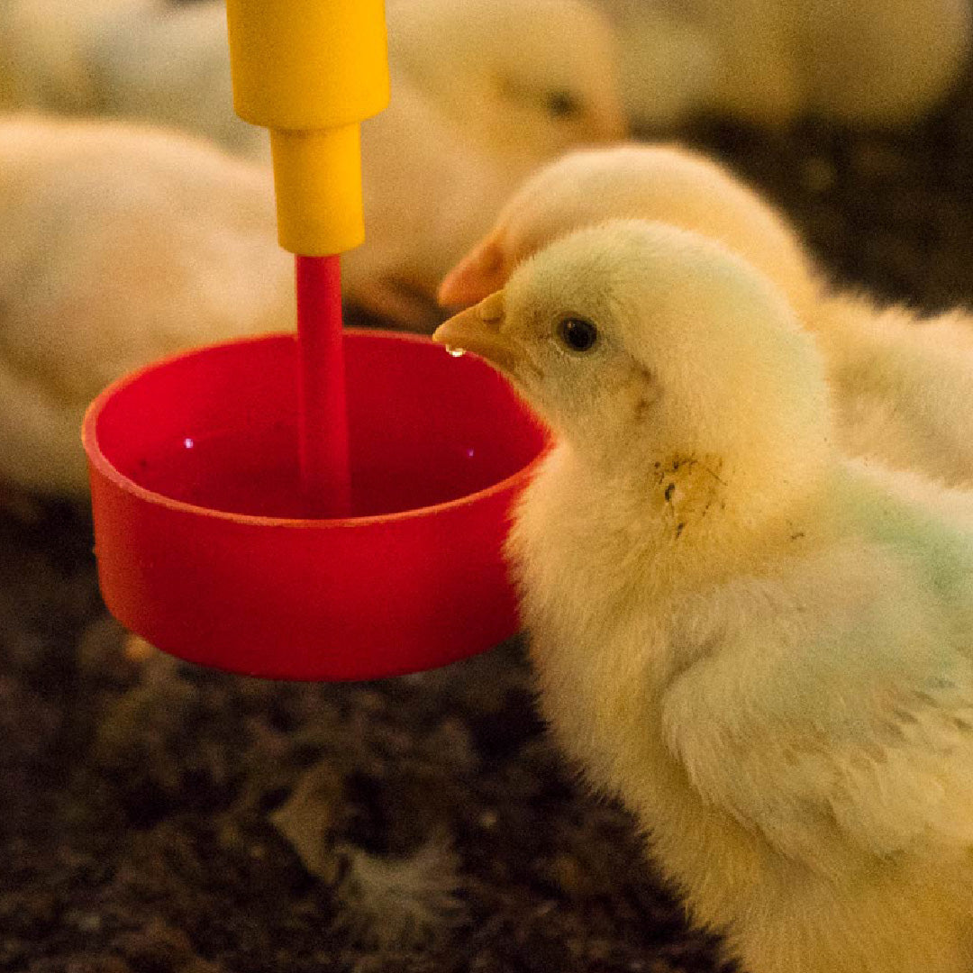 Bebedero Práctico para Botella Agrofácil