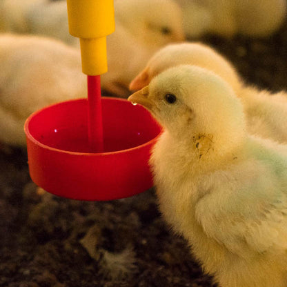 Bebedero Práctico para Botella Agrofácil