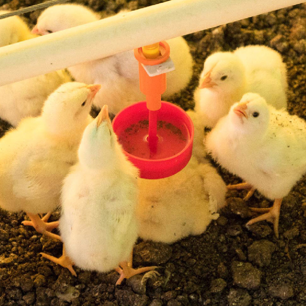 Bebedero Práctico para Botella Agrofácil