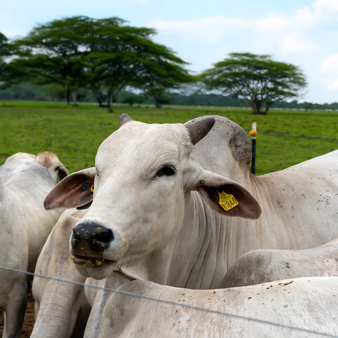 Orejera Bovina ICA Agrofácil