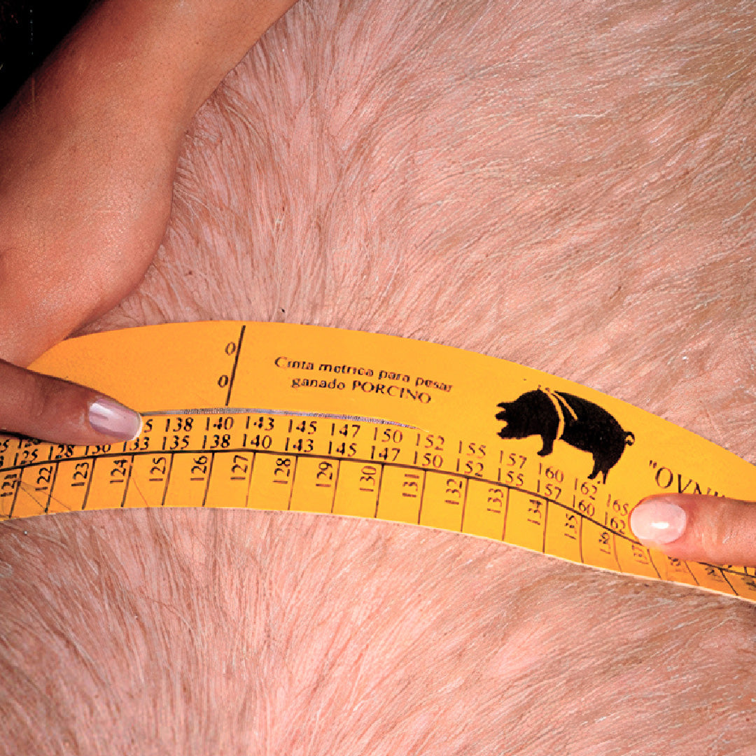 Cinta de Pesaje Porcino Agrofácil
