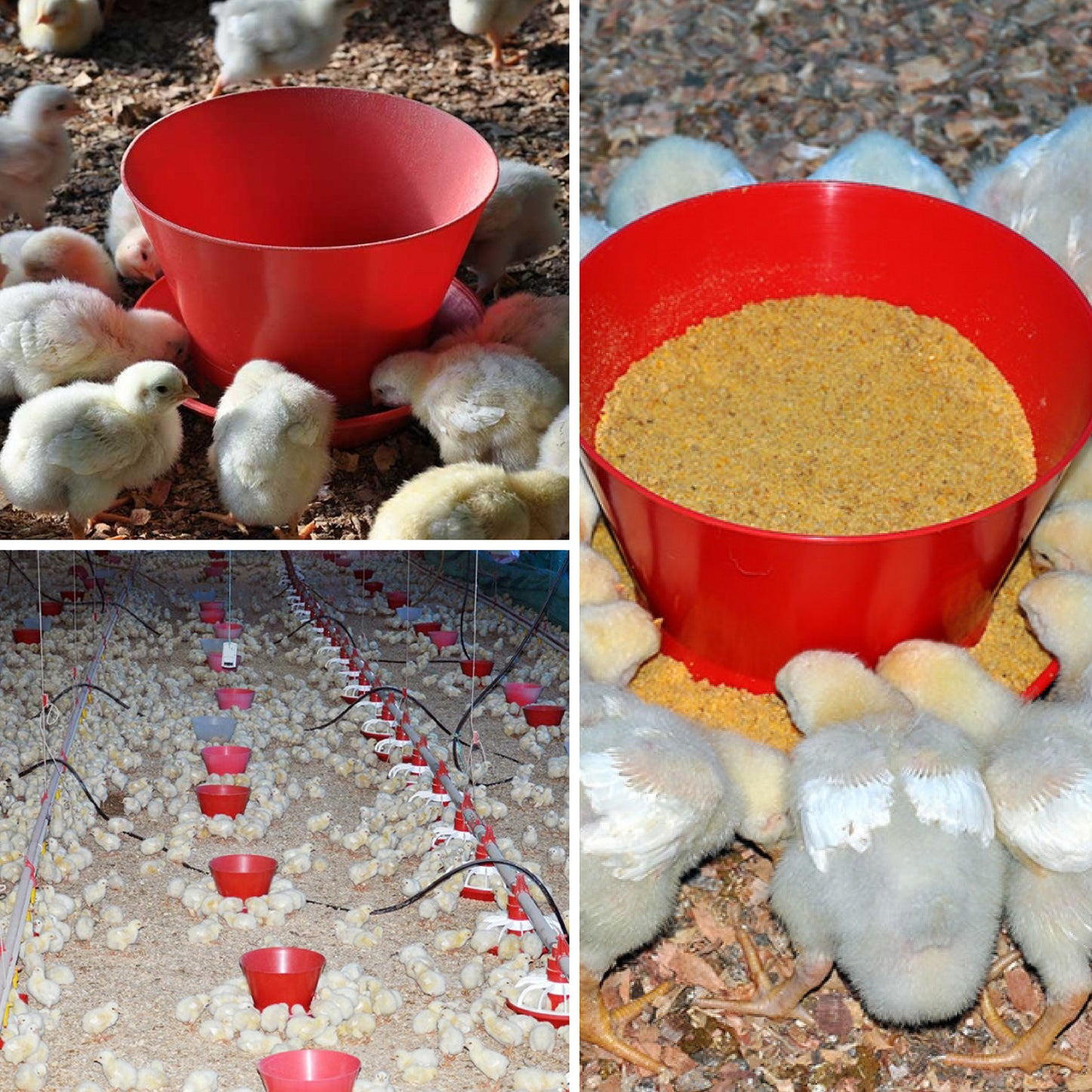 Comedero de Iniciación para Pollos Agrofácil