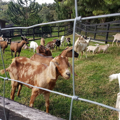 Poste de Acero Lechero-Mascota 1.48m Agrofácil x 10 unidades