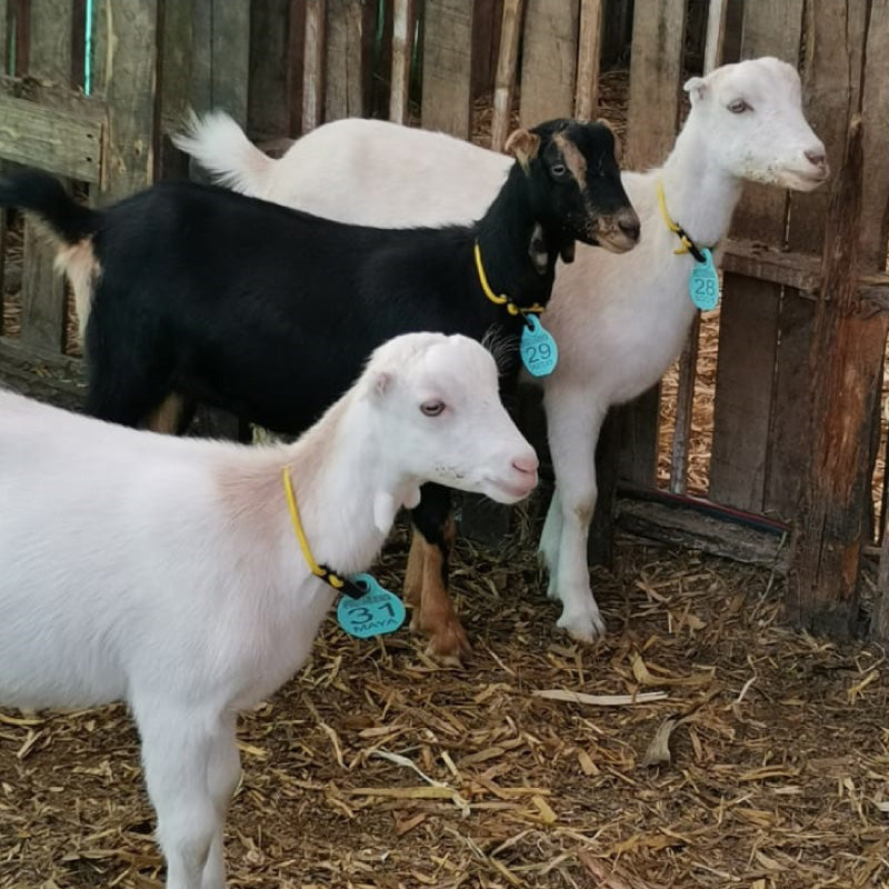 Orejera Tipo Cuello Agrofácil