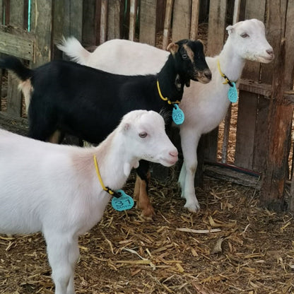 Orejera Tipo Cuello Agrofácil