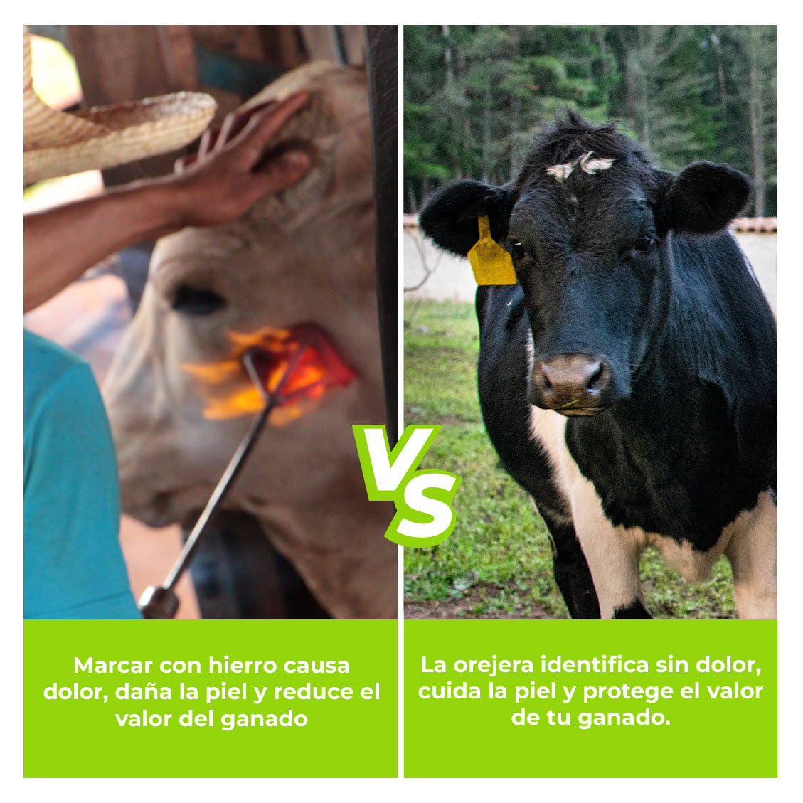 Orejera Cerdo/Ovino estandar Agrofácil