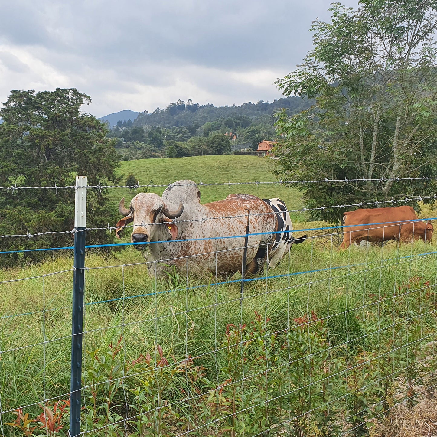 Poste de Acero Perimetral 2.12m Agrofácil x 50 unidades