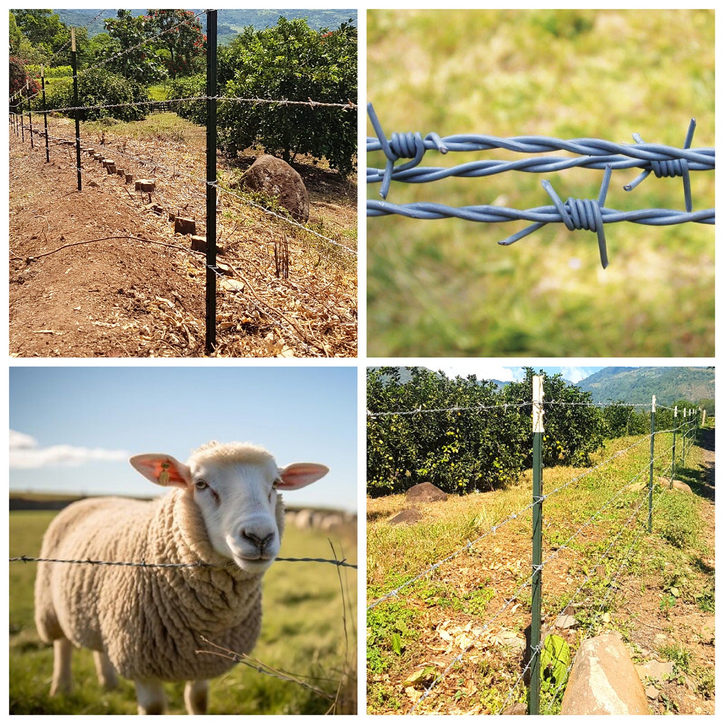 Alambre de Púas C16.5 MOTTO