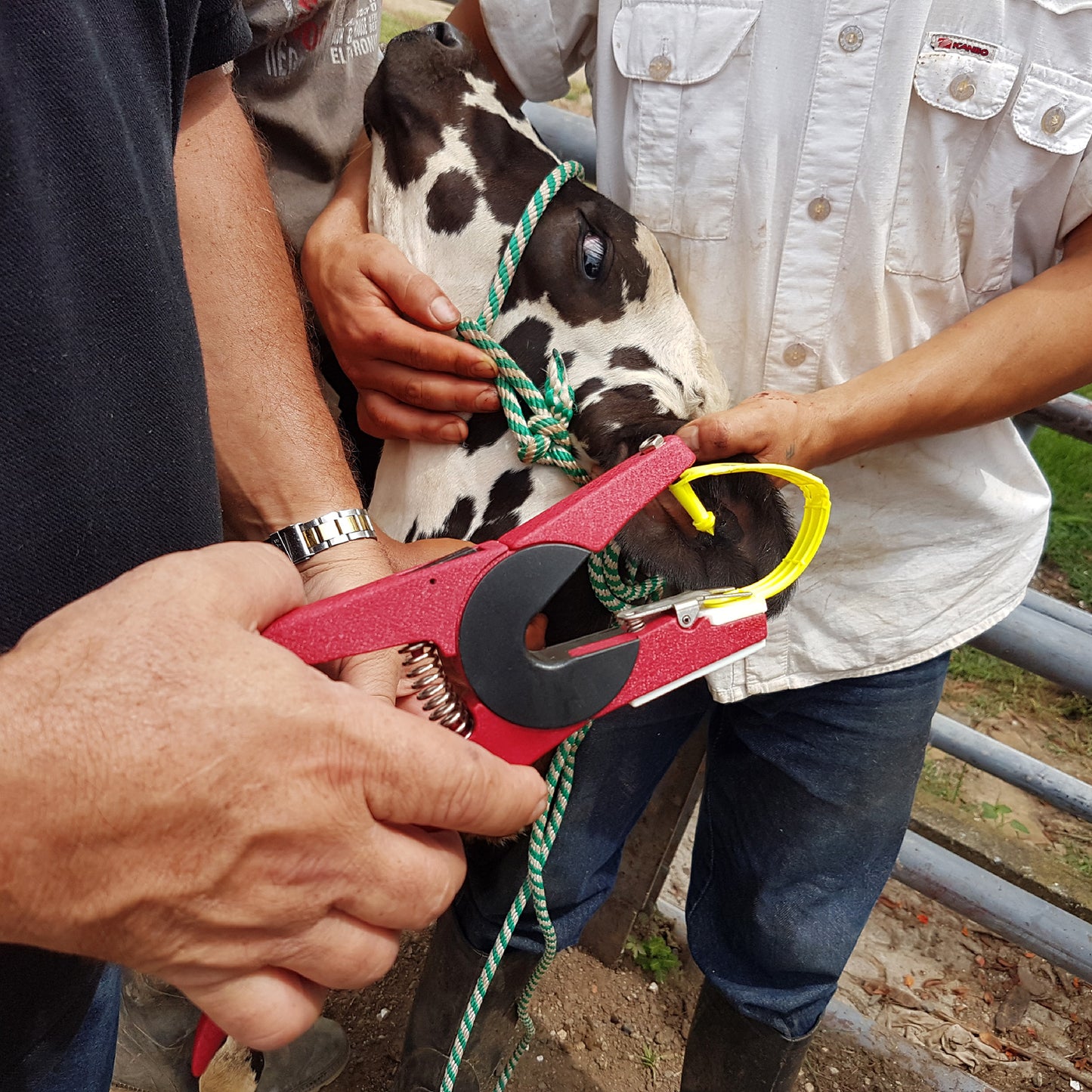 Aplicador de Orejera Universal Agrofácil