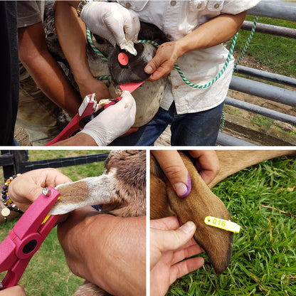 Aplicador de Orejera Universal Agrofácil