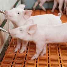 Bebedero Metálico para Cerdo Agrofácil