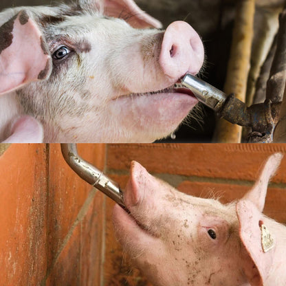 Bebedero Metálico para Cerdo Agrofácil